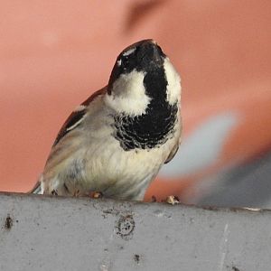 House Sparrow