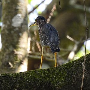 Green Heron