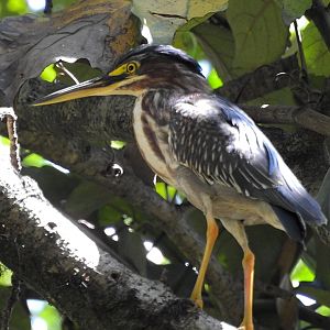 Green Heron