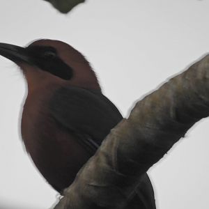 Rufous Motmot