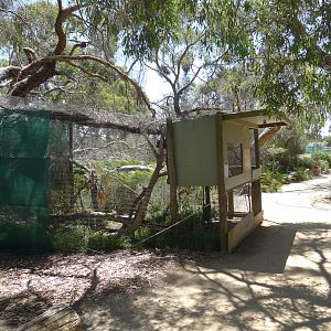 Halls Gap Zoo - Blue winged Kokkaburra avairy