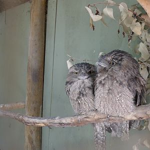 Halls Gap Zoo - Twany Frogmouths