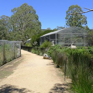 Halls Gap Zoo - view to Servals