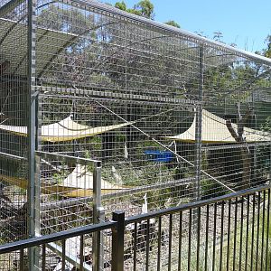 Halls Gap Zoo - Serval enclosure
