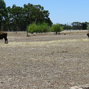 Halls Gap Zoo - Bison