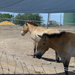 Halls Gap Zoo