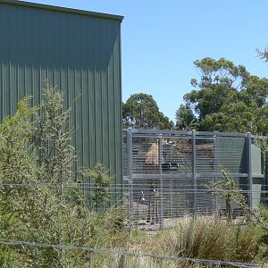 Halls Gap Zoo - Back of giraffe house