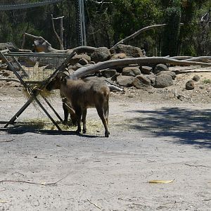 Halls Gap Zoo - Thar