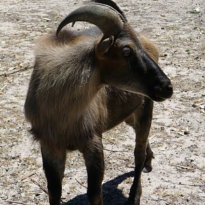 Halls Gap Zoo - Thar