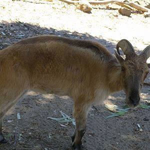 Halls Gap Zoo - Thar