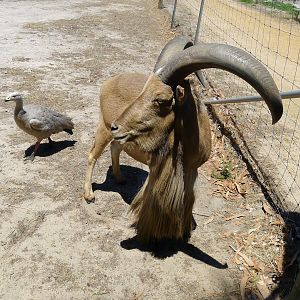 Halls Gap Zoo - Barbary Ram