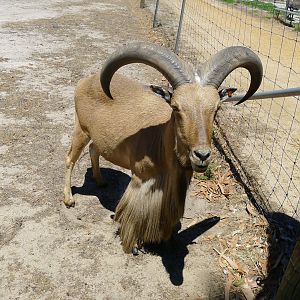 Hallls Gap Zoo - Barbary ram