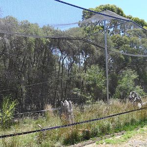 Halls Gap Zoo - Wedge tailed Eagle avairy