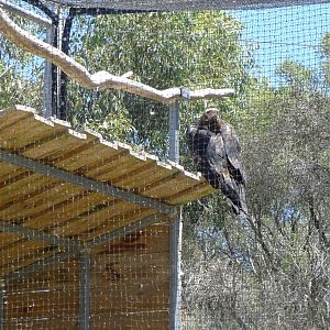 Halls Gap Zoo - Wedge tailed Eagle