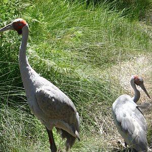Halls Gap Zoo - Brolga