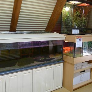 Halls Gap Zoo - Entrance reptile tanks