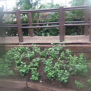 12/2/2017 View of alterations in Butterfly House