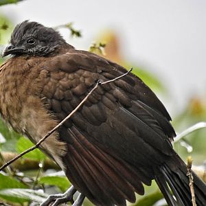 Gray Headed Chachalaca