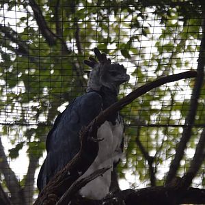 Harpy Eagle (Harpia harpyja)