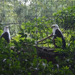 African Fish Eagles (Haliaeetus vocifer)