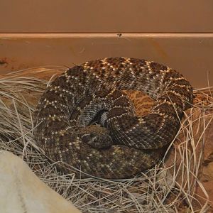 Eastern Diamondback Rattlesnake (Crotalus adamanteus)