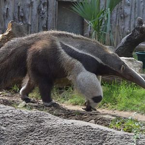 Giant Anteater (Myrmecophaga tridactyla)
