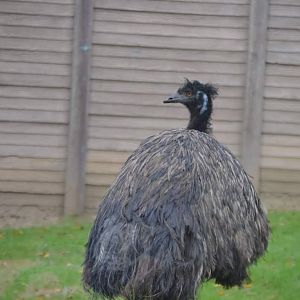 Emu (Dromaius novaehollandiae)