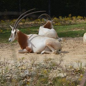 Scimitar-Horned Oryx (Oryx dammah)