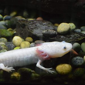 Axolotl (Ambystoma mexicanum)