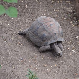 Aldabra Tortoise(Aldabrachelys gigantea)
