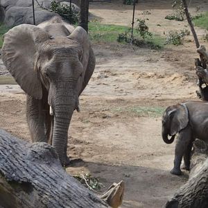 African Bush Elephants (Loxodonta africana)