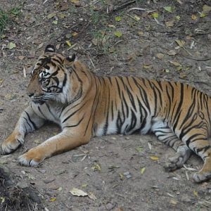 Sumatran Tiger (Panthera tigris sumatrae)