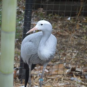 Blue Crane (Grus paradisea)