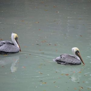 Brown Pelicans (Pelecanus occidentalis)