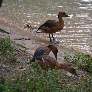 Fulvous Whistling Ducks (Dendrocygna bicolor)