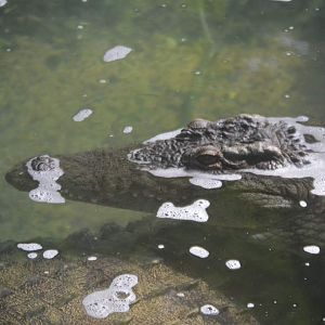 Nile Crocodiles (Crocodylus niloticus)