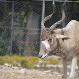 Addax (Addax nasomaculatus)
