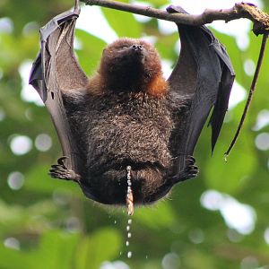 Just a funny photo - urninating Flying fox