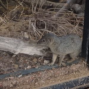 Narrow Striped Mongoose