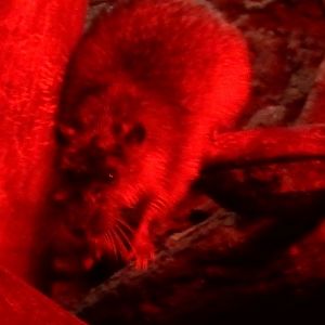 Australian water rat