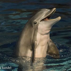 Feb. 2017 - Marine Mammals - Atlantic Bottlenose
