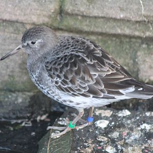 Rock sandpiper - dark form