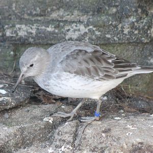 Rock sandpiper -light form