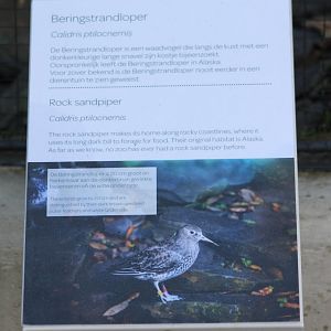 Sign Rock sandpiper