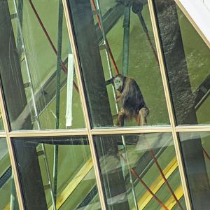 Feb. 2017 - International Orangutan Center