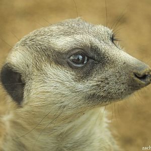 Feb. 2017 - Deserts - Meerkat