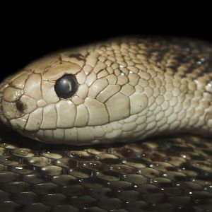 Feb. 2017 - Deserts - Florida Pine Snake