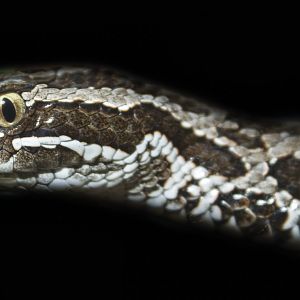 Feb. 2017 - Deserts - Eastern Massasauga