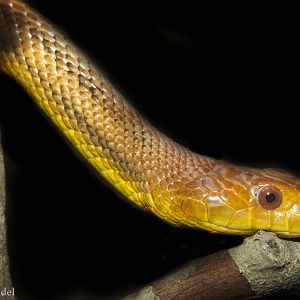 Feb. 2017 - Deserts - Everglades Rat Snake