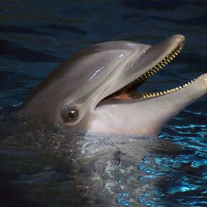 Feb. 2017 - Marine Mammals - Atlantic Bottlenose